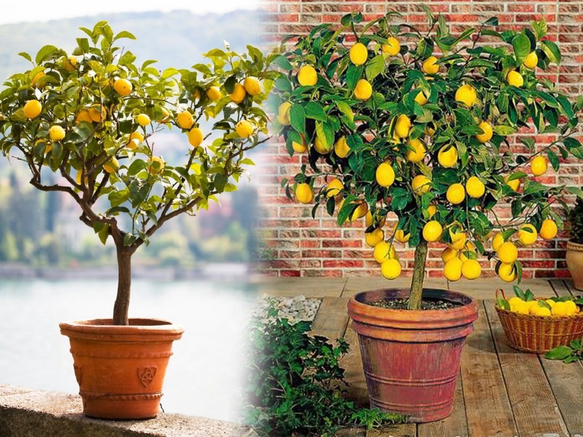 how-to-grow-lemon-plant