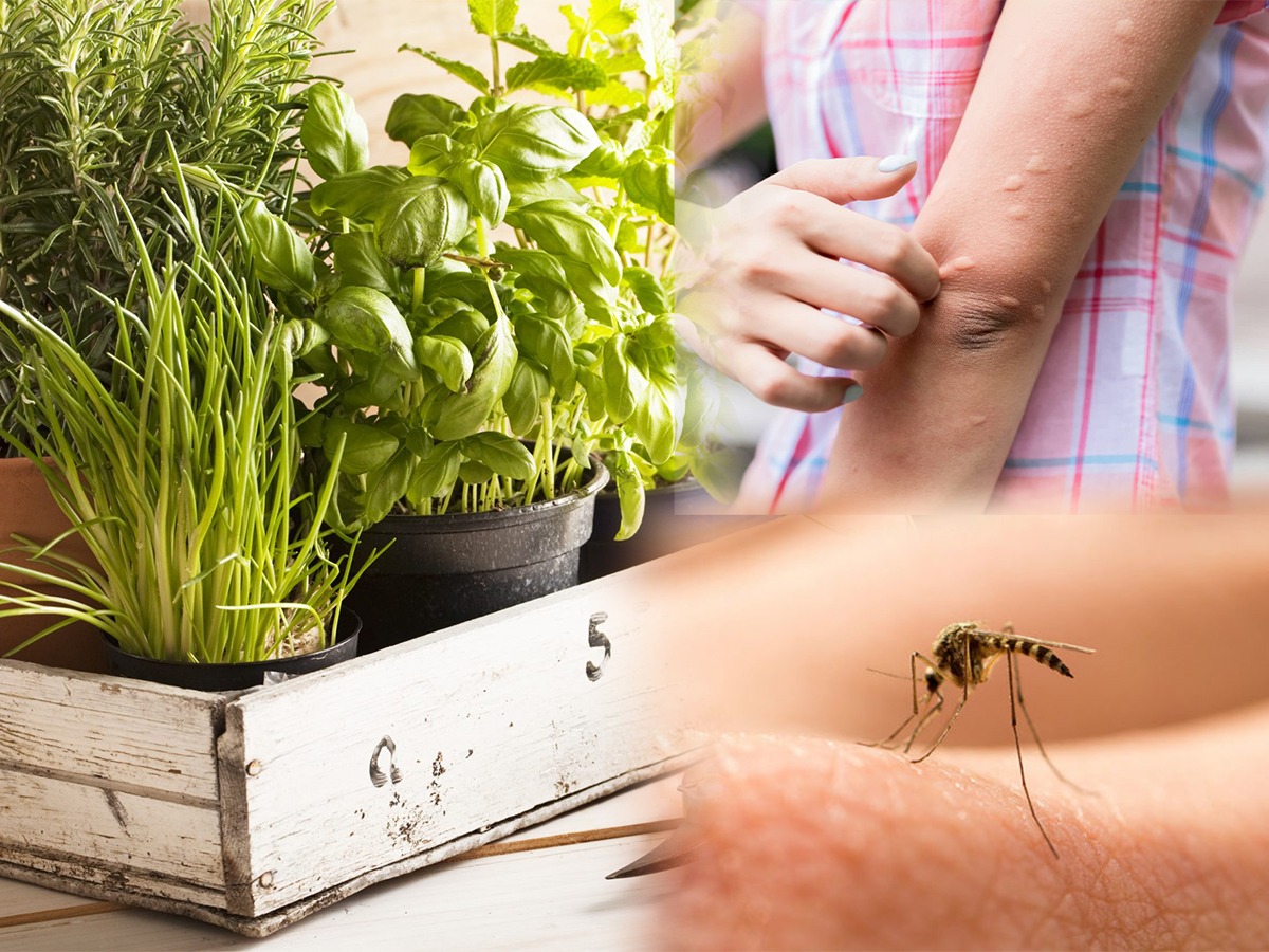 Natural Mosquito And Fly Repellent रात्री डास अजिबात झोपू देत नाहीत