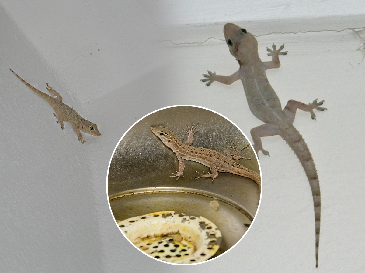 How to get rid of house lizards खर्च फक्त १० रुपये, घरातील पालींना