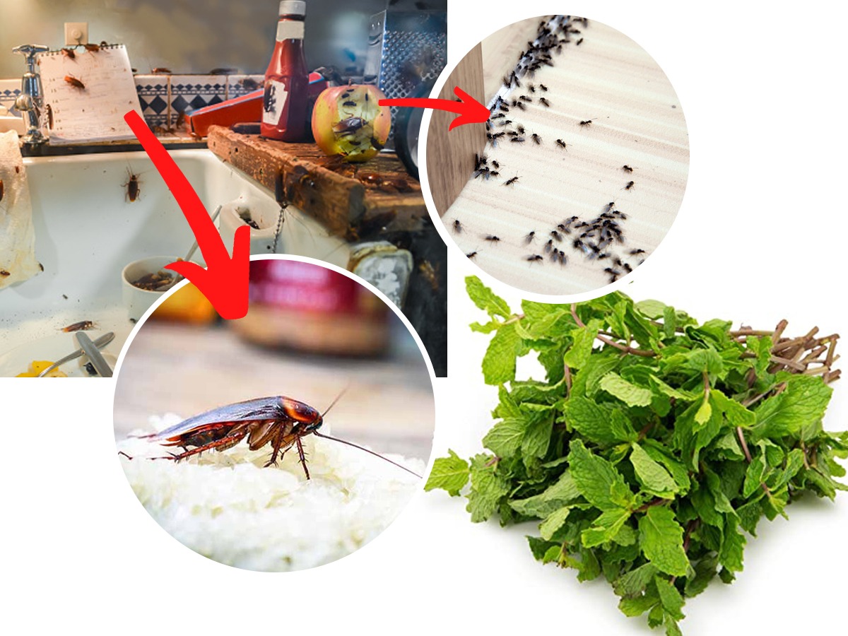 How to get rid of pantry bugs किचनमधली झुरळं, चिलटं ५ मिनिटात होतील