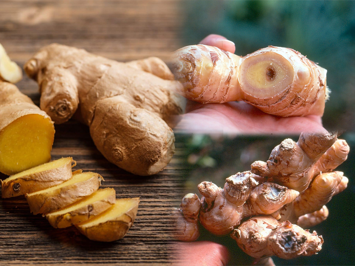 पावसाळी हवेमुळे आलं लगेच खराब होतं, सडतं, वास येतो? ५ उपाय, आलं राहील