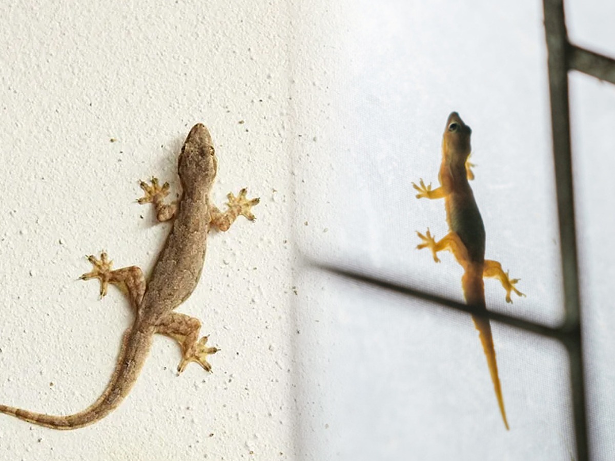 घरात पाल दिसली की भीती वाटते? ३ उपाय, पाली आपल्या घरापासून राहतील लांब