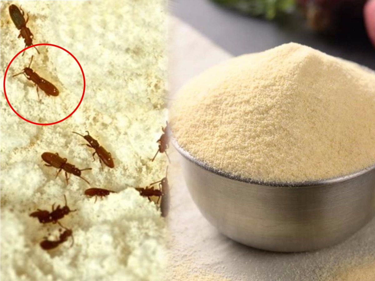 रव्यात किडे झालेत? लगेच फेकू नका, ३ उपाय रवा नक्की वापरता येईल