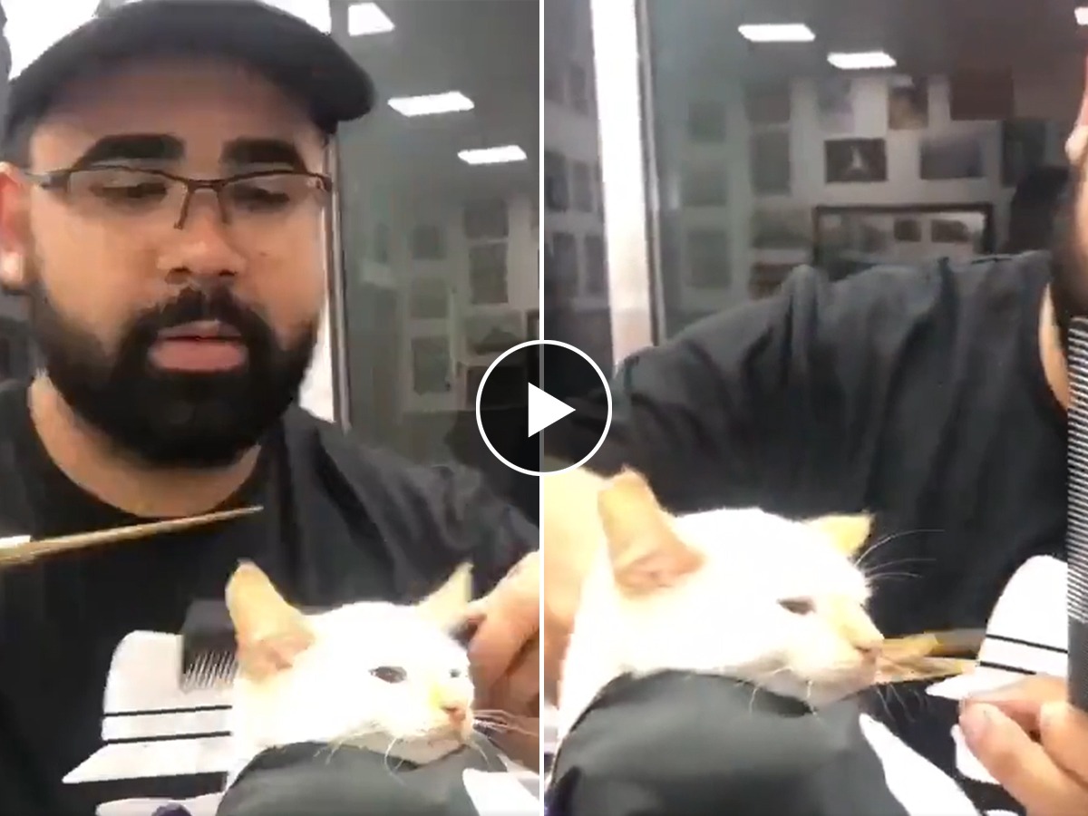 Hairdresser Gives Cat a Trim १ नंबर! सलूनवाल्यानं मांजरीचा जबरदस्त