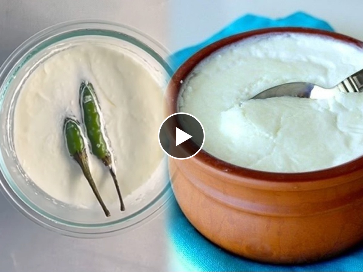 Video विरजणाशिवाय परफेक्ट दही लावण्याची सोपी ट्रिक; थंडीतही घरीच बनेल