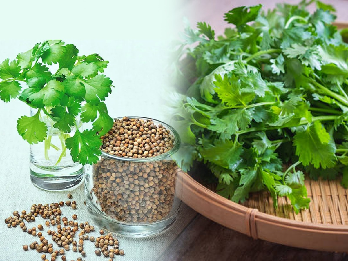 कोथिंबीर १५ दिवस राहणार एकदम फ्रेश हिरवीगार, निवडण्याचीही गरज नाही