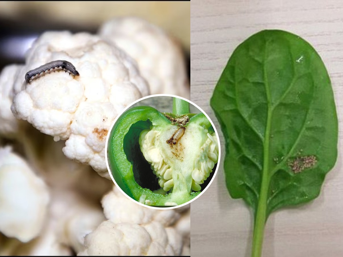 Sousa Insected फ्लॉवर-कोबीला लागलेली कीड-अळ्या चटकन काढण्याच्या ५ टिप्स, वेळ सहज वाचेल ...
