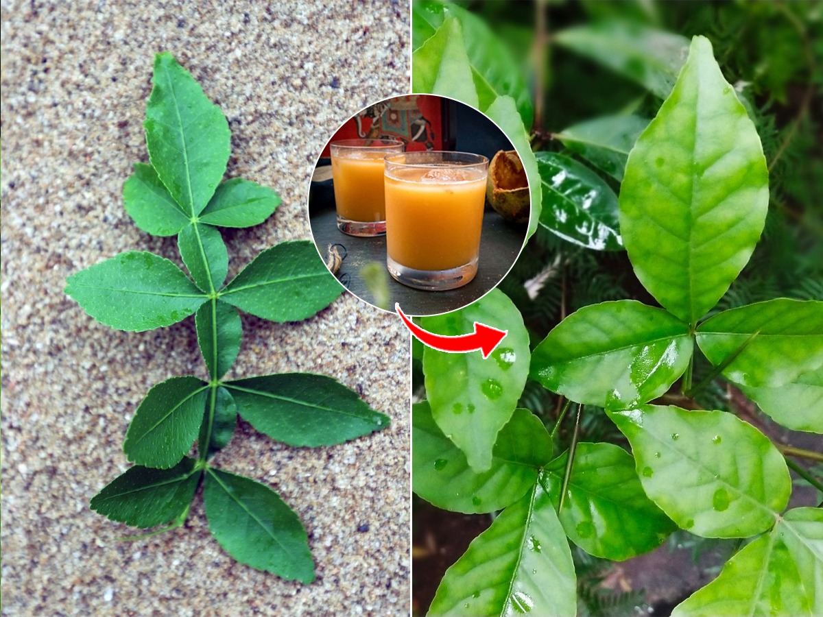 बेलाचे सरबत, बेलाचा रस पिण्याचे ५ फायदे, बेलपत्र आरोग्यासाठीही