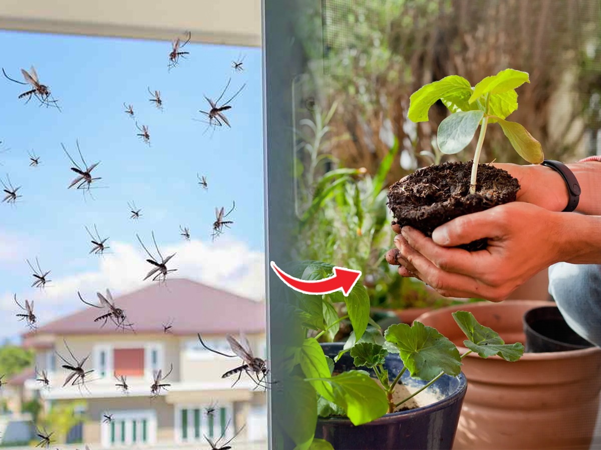 घरात लावा ही ५ रोपं, तुमच्या घरात उन्हाळयात चुकूनही डास येणार नाहीत