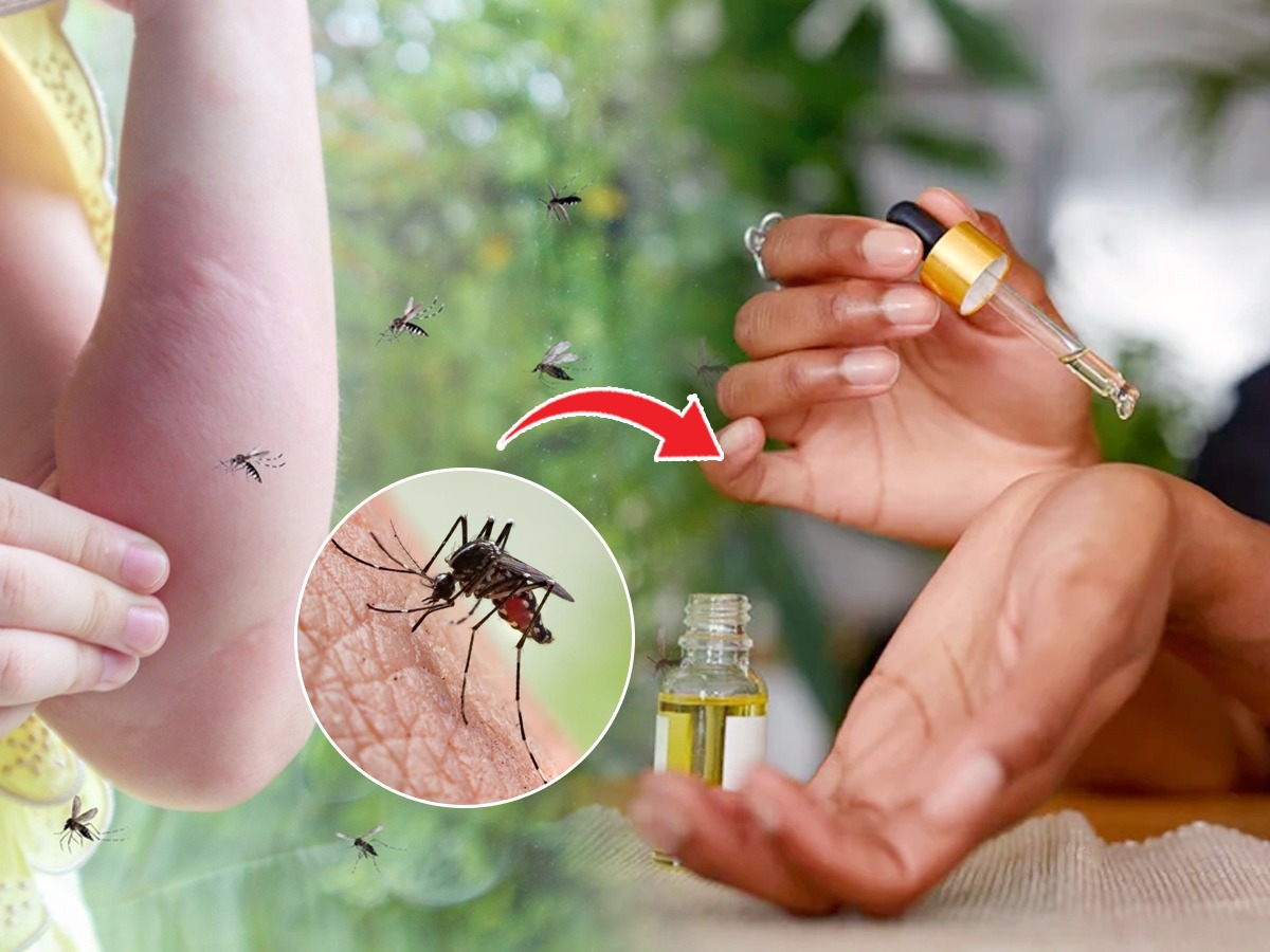 चावणे तर लांबच, घरातही शिरणार नाहीत डास; ५ उपाय, डासांचा उपद्रव होईल