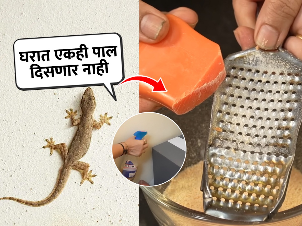 घरात पालींचा सुळसुळाट झालाय? ४ सोपे उपाय; पाल बारीक किडे आसपासही येणार