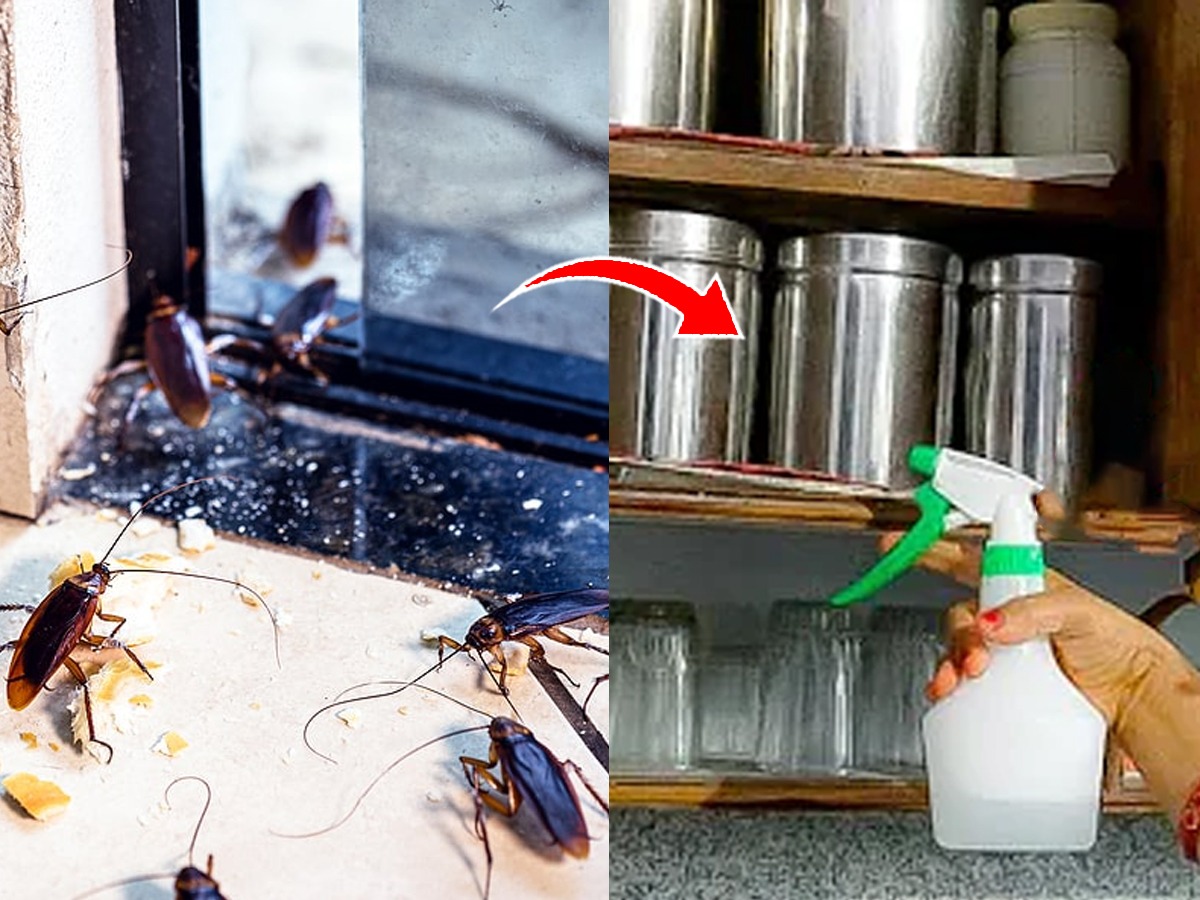 पावसाळ्यात घरामध्ये झुरळांचा सुळसुळाट? ७ उपाय; एक झुरळ घरात दिसणार नाही