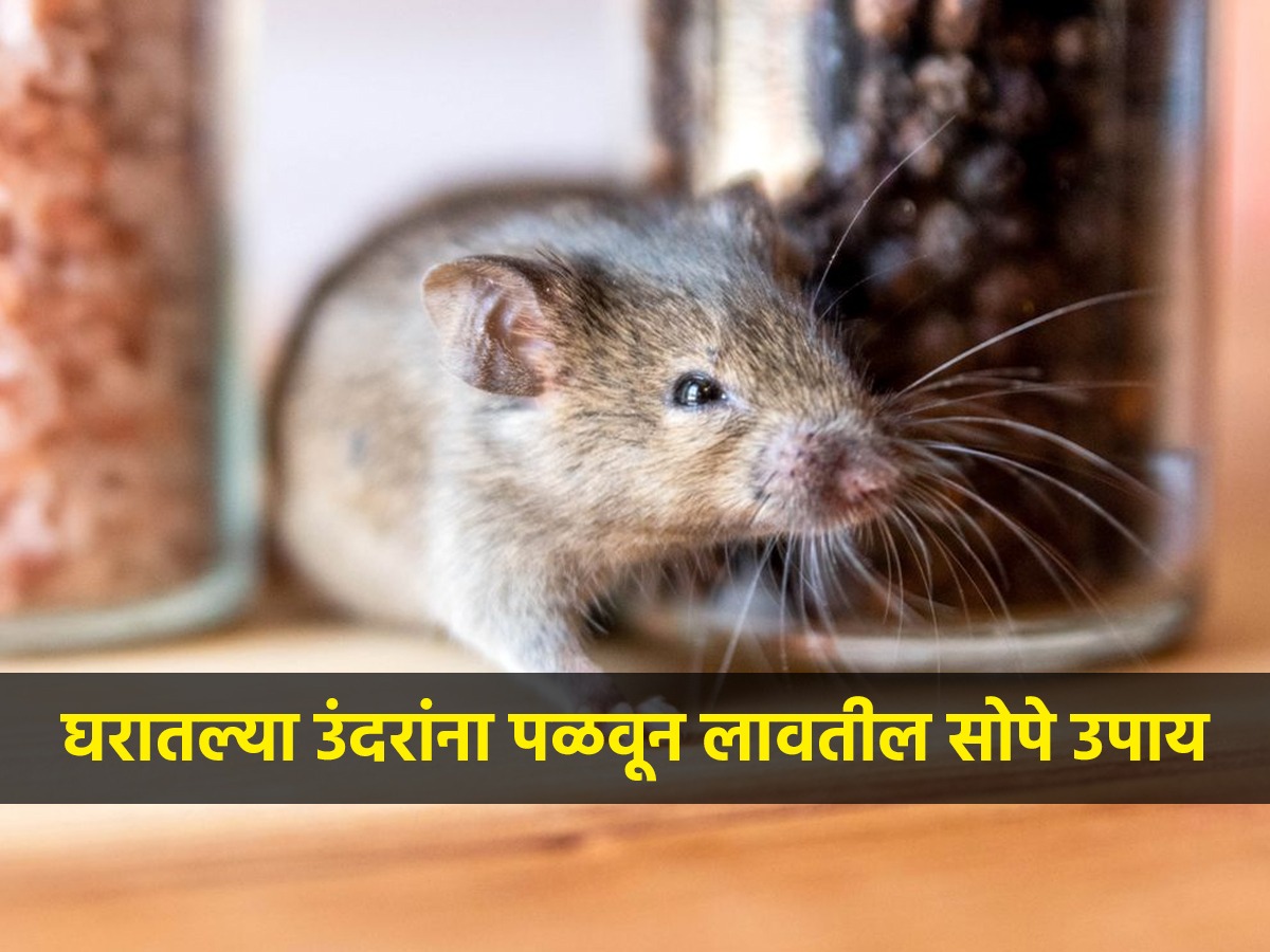 पावसाळ्यात घरात उंदीर झाले तर? ५ सोपे उपाय, उंदीर घरात येणारच नाहीत