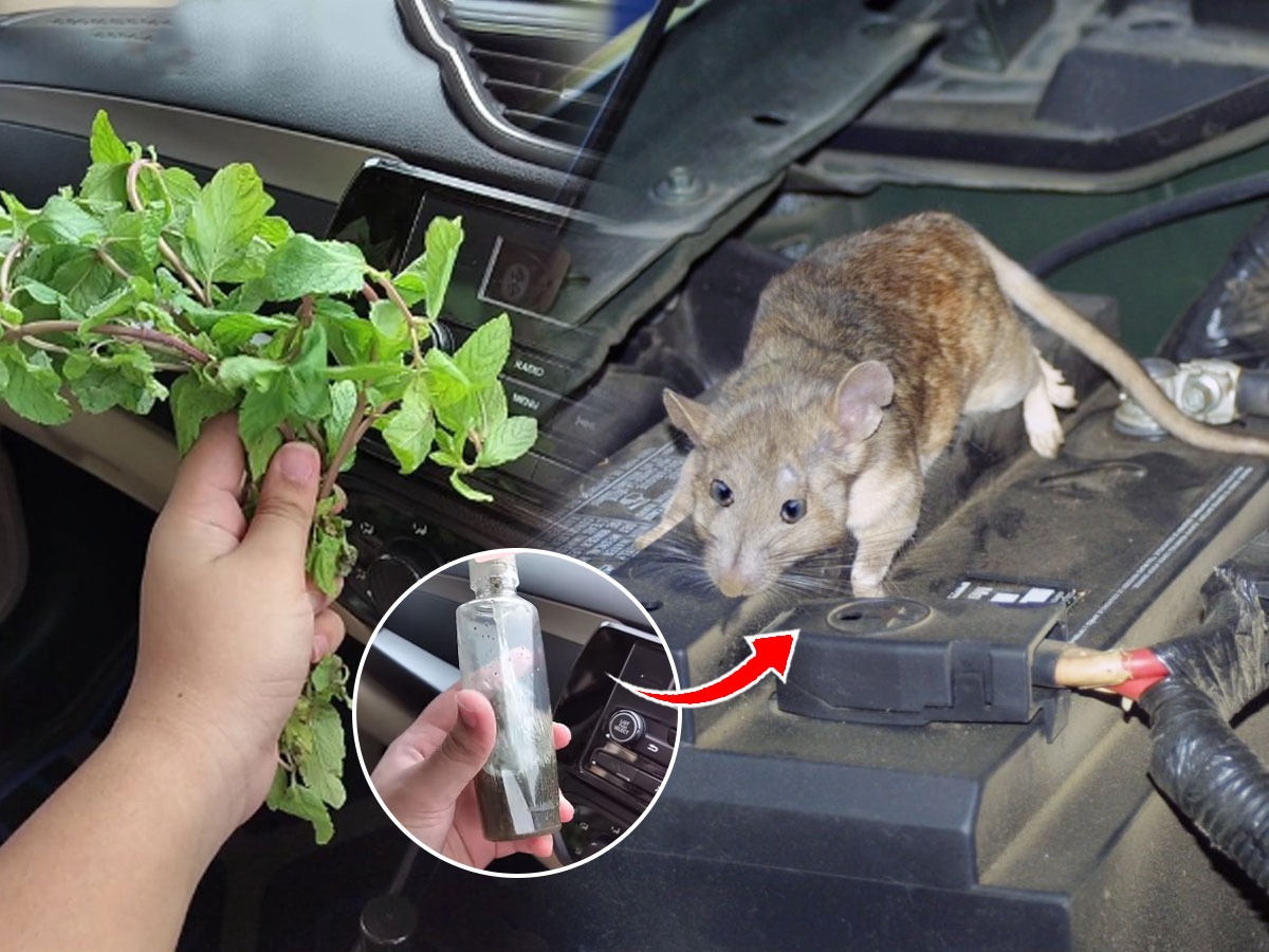 How To Get Rid Of A Rat In Your Car