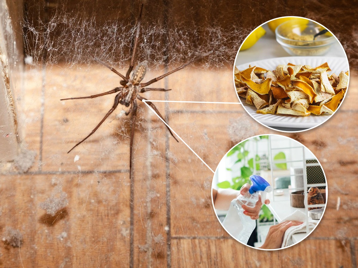 घरात सतत कोळ्यांचे जाळे लागतात ? ४ सोपे उपाय नेहमी होणारा त्रास होईल