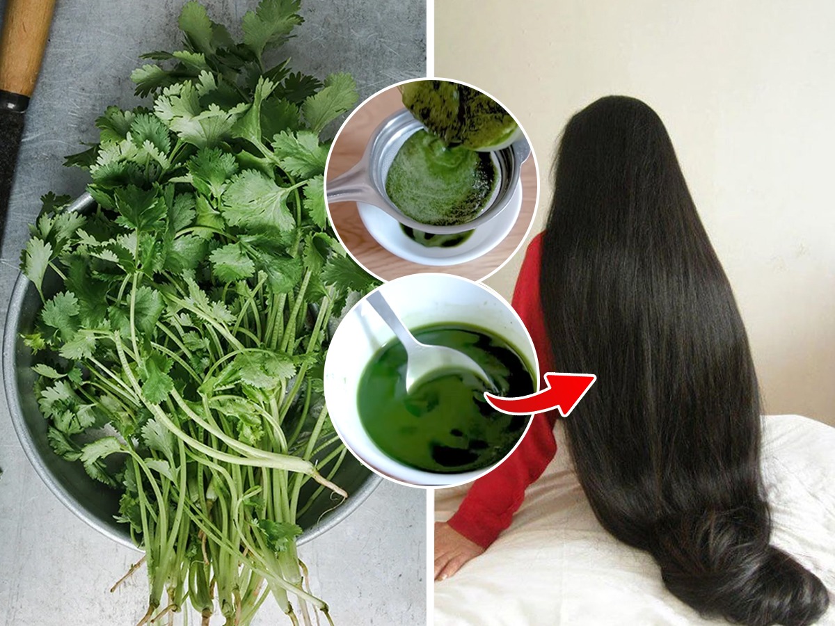 १० रूपयांच्या कोथिंबीरीने केस होतील दाटलांब; कंबरेपर्यंत वाढतील केस