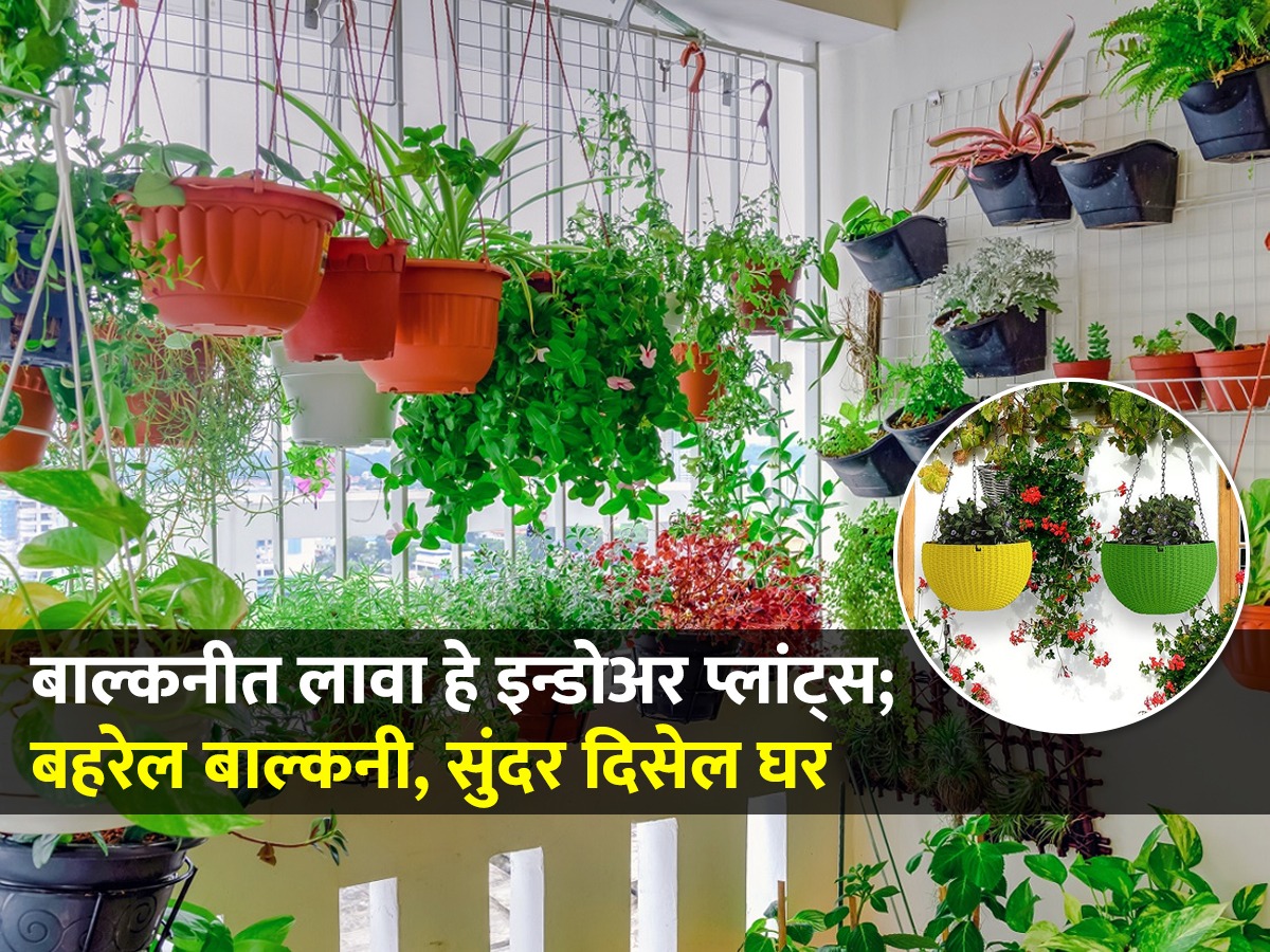 घराच्या बाल्कनीत लावा सुंदर क्लाईंबिग प्लांट्स; खर्च १०० रूपयांपेक्षा