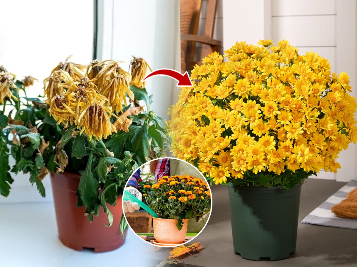 खत पाणी वेळेवर देऊनही झाडं सुकत आहेत? ५ गोष्टी करून पाहा सुकलेली रोपं