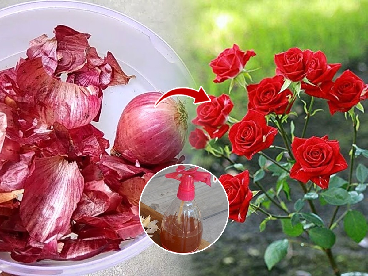 गुलाबाला लवकर फुलं येत नाही? कांद्याची टरफलं 'या' पद्धतीने वापरा; १५
