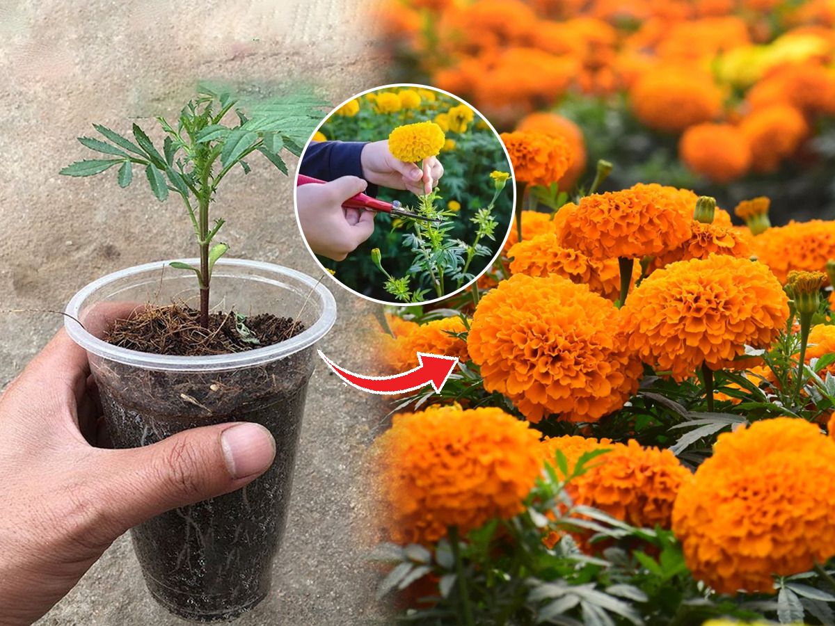 कुंडीत लावलेल्या झेंडूच्या रोपाला येतील भरपूर फुलं... २ सोपे उपाय