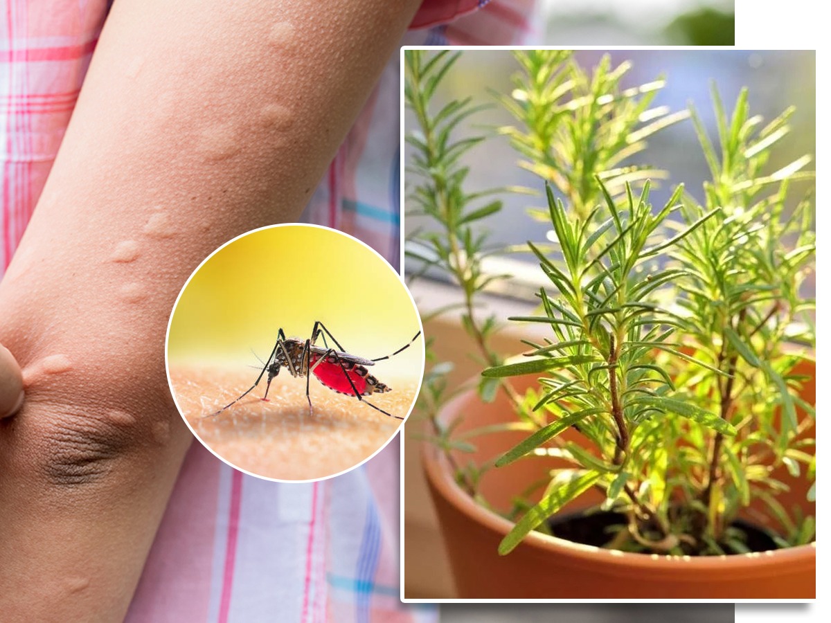 डासांना पळवून लावणारी ६ झाडं, घराच्या आजुबाजुला लावा डास तुमच्याकडे