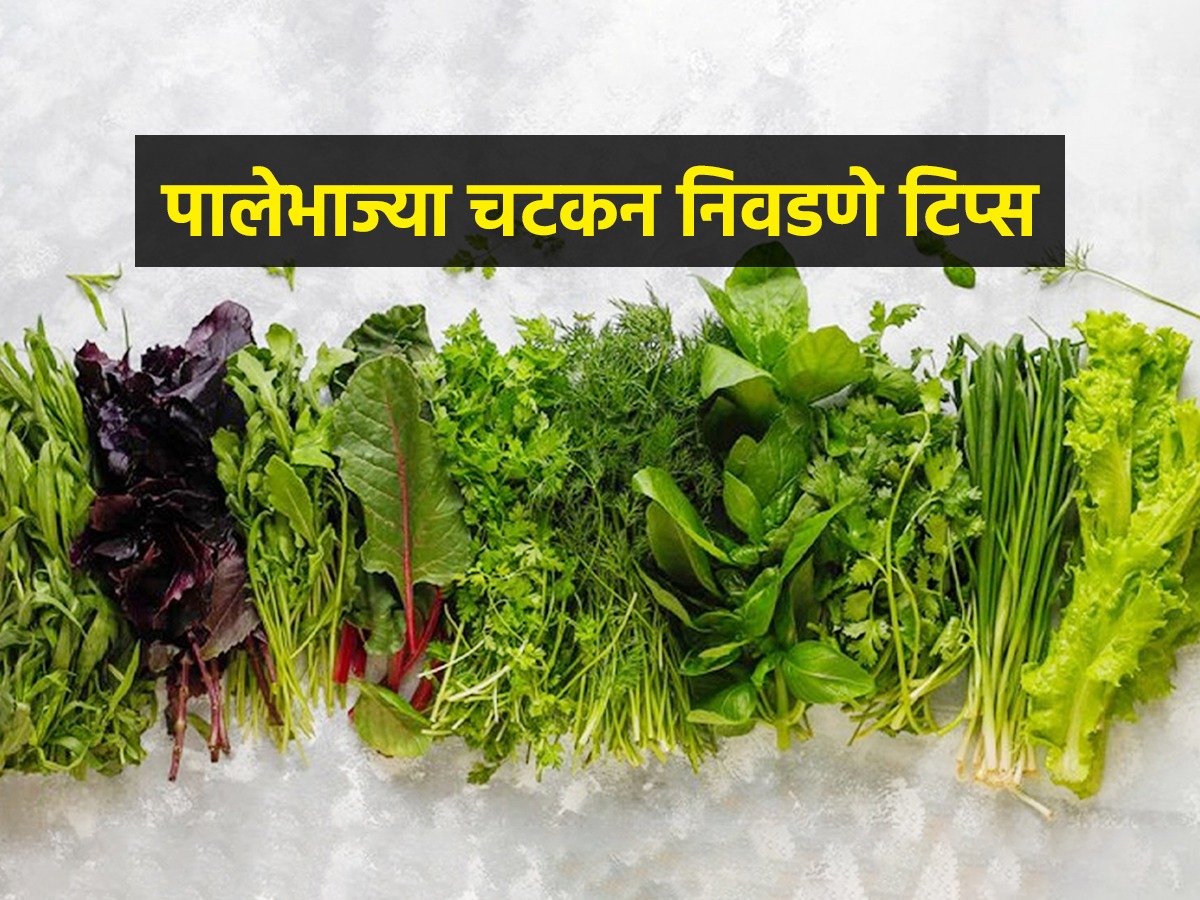 कडू मेथी कशी ओळखावी? कोथिंबीर जास्त काळ फ्रेश ठेवण्यासाठी काय करावे