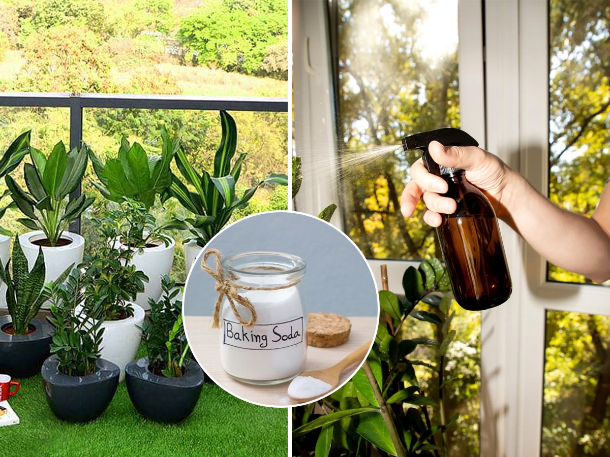झाडं खूपच सुकली? घ्या १ चमचा बेकिंग सोडा बघा कसं पालटून जाईल झाडांचं