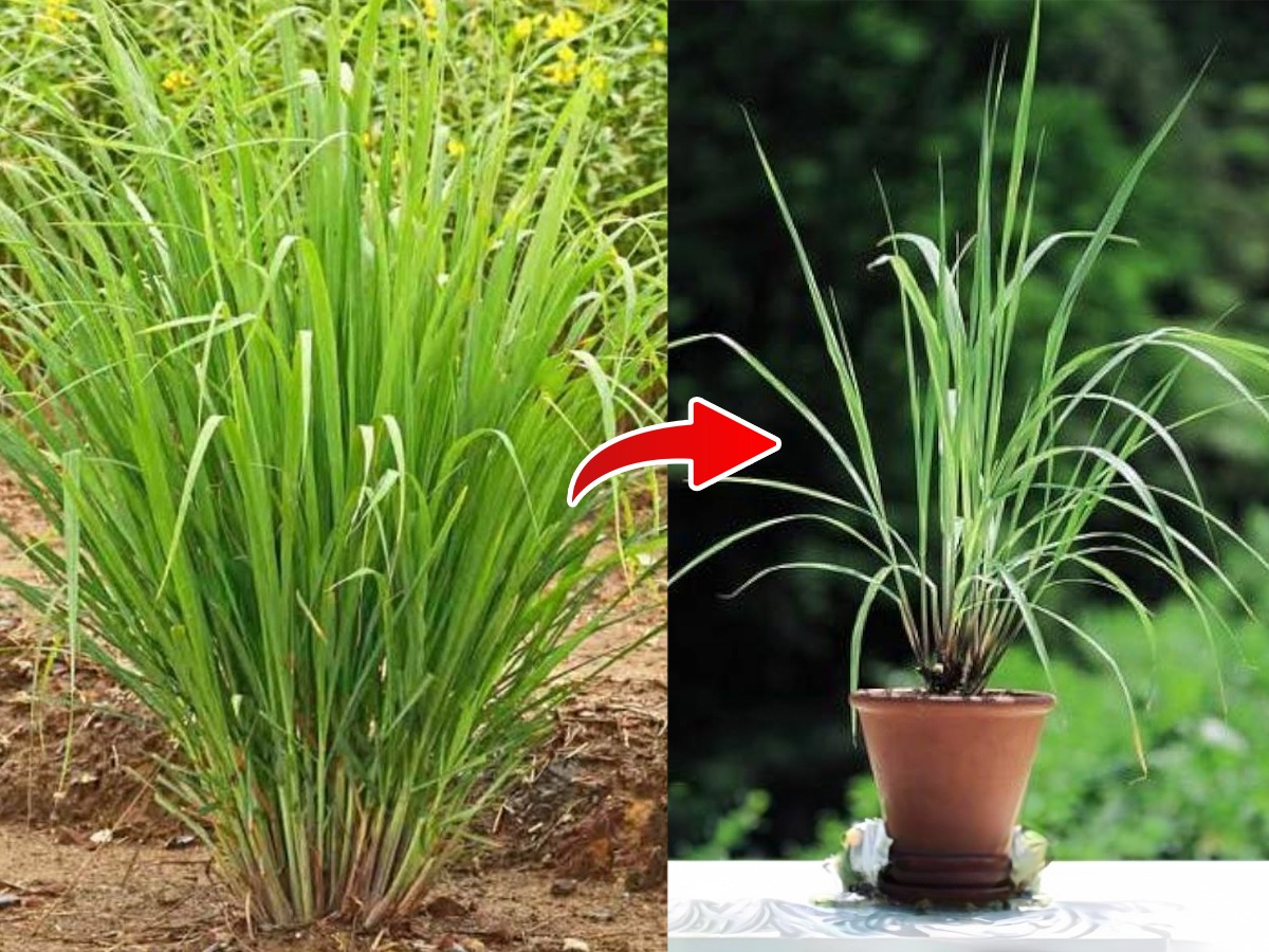 कुंडीमधला गवती चहा नीट वाढतच नाही पानं पिवळी पडतात? २ गोष्टी करा गवती