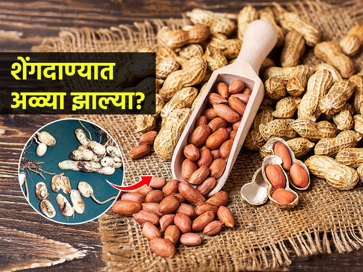 शेंगदाण्यांमध्ये अळ्या होऊ नयेत म्हणून २ साेपे उपाय, महिनोंमहिने चांगले