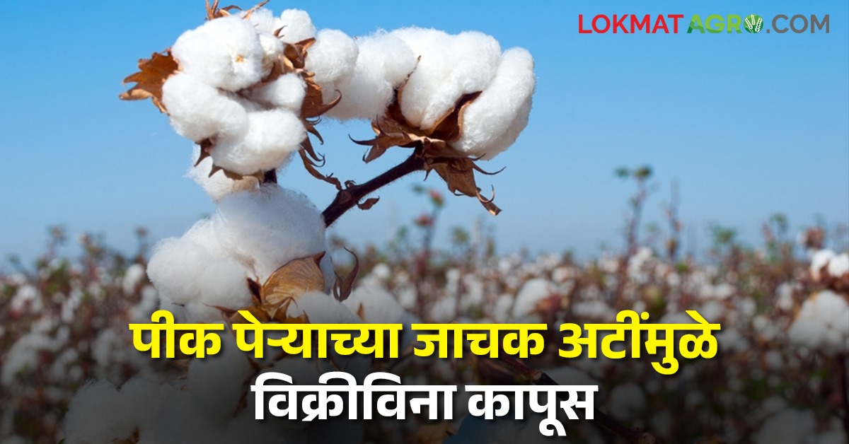 farmers-cotton-stuck