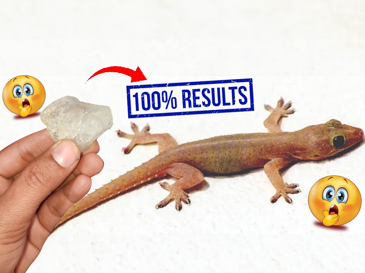 घरात पाल दिसली की घाबरुन उड्या मारता? तुरटीचा १ सोपा उपाय, पाली ठोकतील