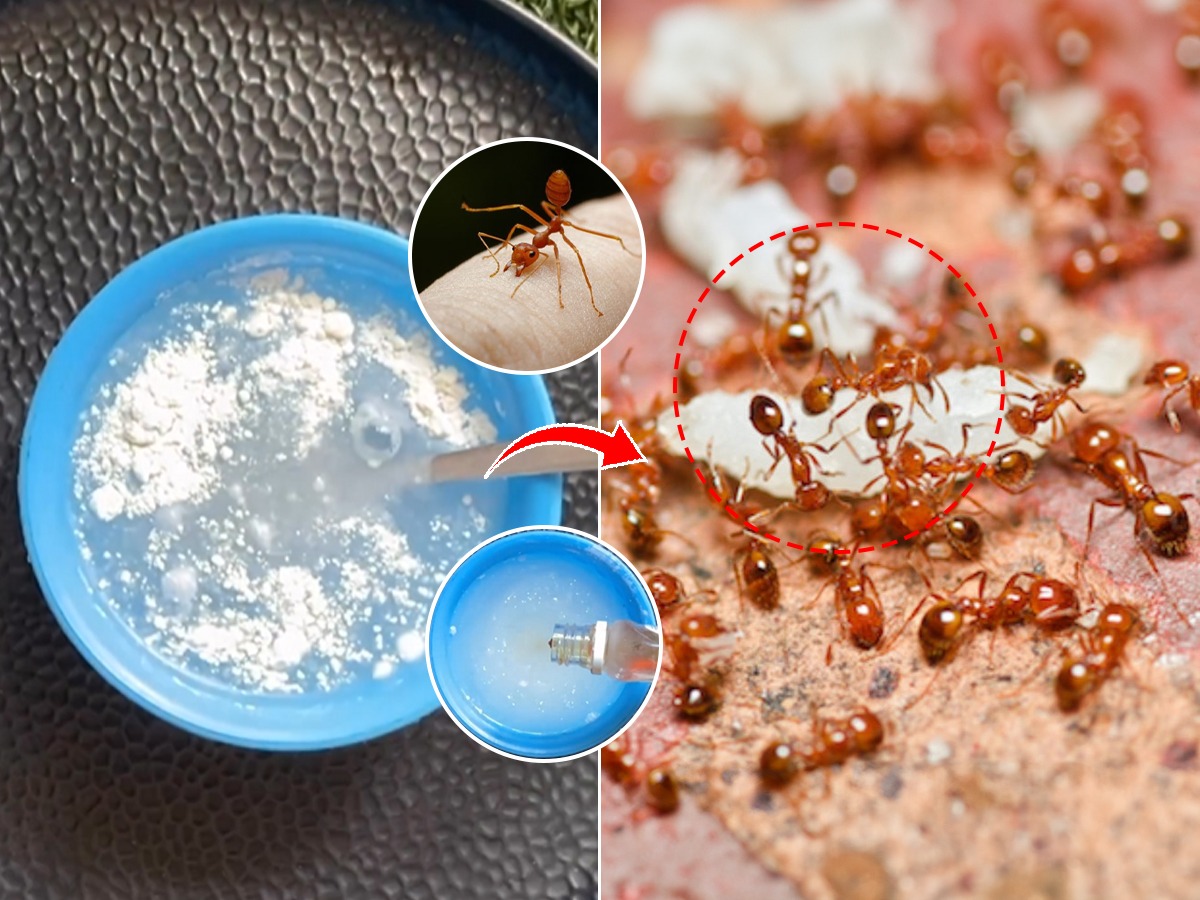 घरभर लाल मुंग्यांच्या रांगा? करा चिमूटभर कापराचा सोपा उपाय मुंग्या