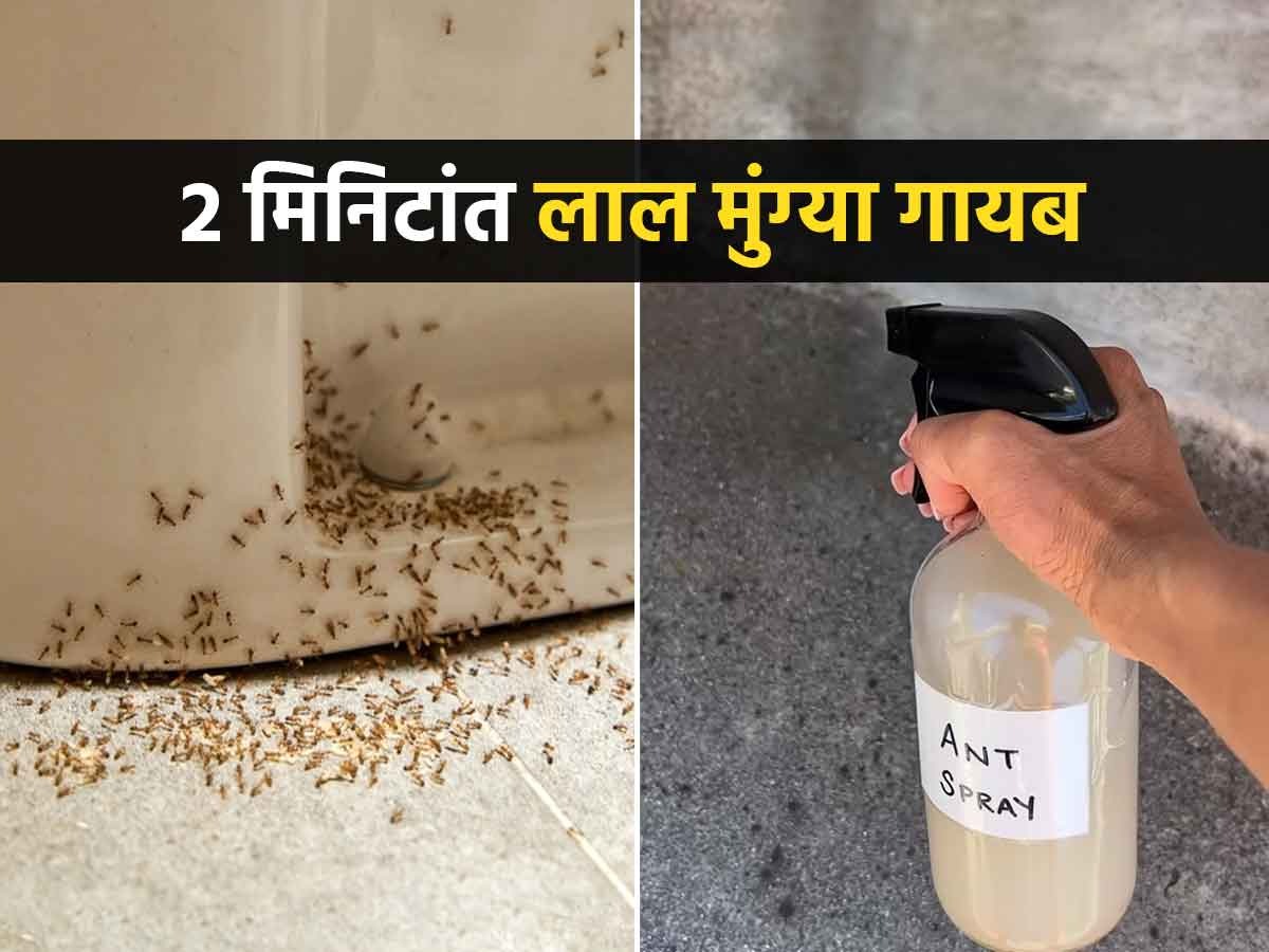 how-to-get-rid-of-red-ants
