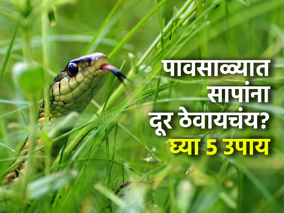 पावसाळ्यात घरात साप निघण्याचा धोका, घरात ५ गोष्टी ठेवा आणि सापांचा धोका