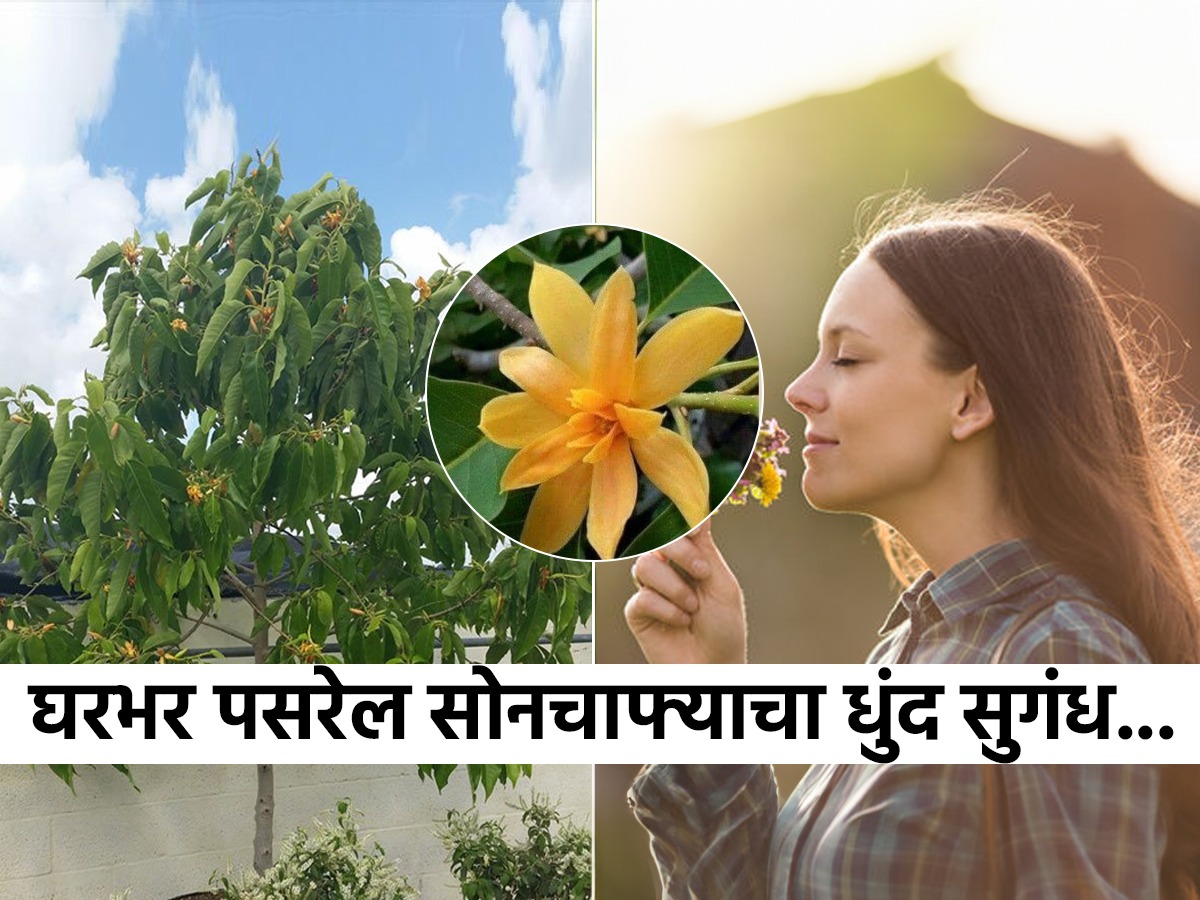 Sinchafa Tree सोनचाफा नुसताच वाढला- फुलं येतच नाहीत? ३ सोप्या टिप्स- काही दिवसांतच ...