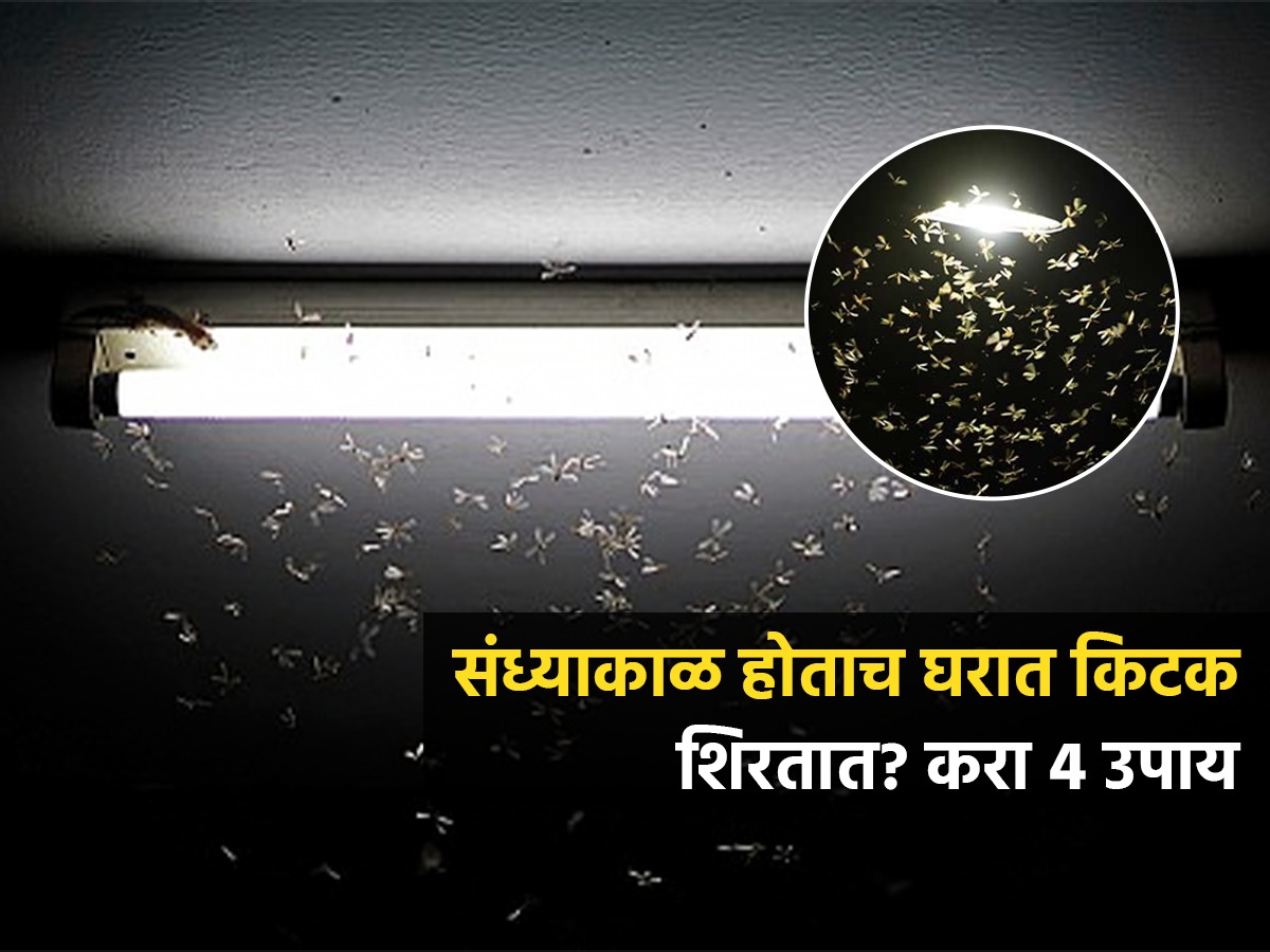 घरातल्या लाईट्सभोवती किडे-चिलटं धुमाकूळ घालतात? ४ ट्रिक्स, दारं-खिडक्या ...