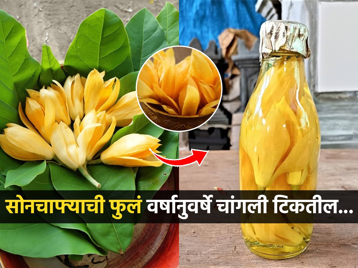 सोनसळी रंगाची सोनचाफ्याच्या फुलांचा गंध ‘असा’ जपून ठेवा, पाहा