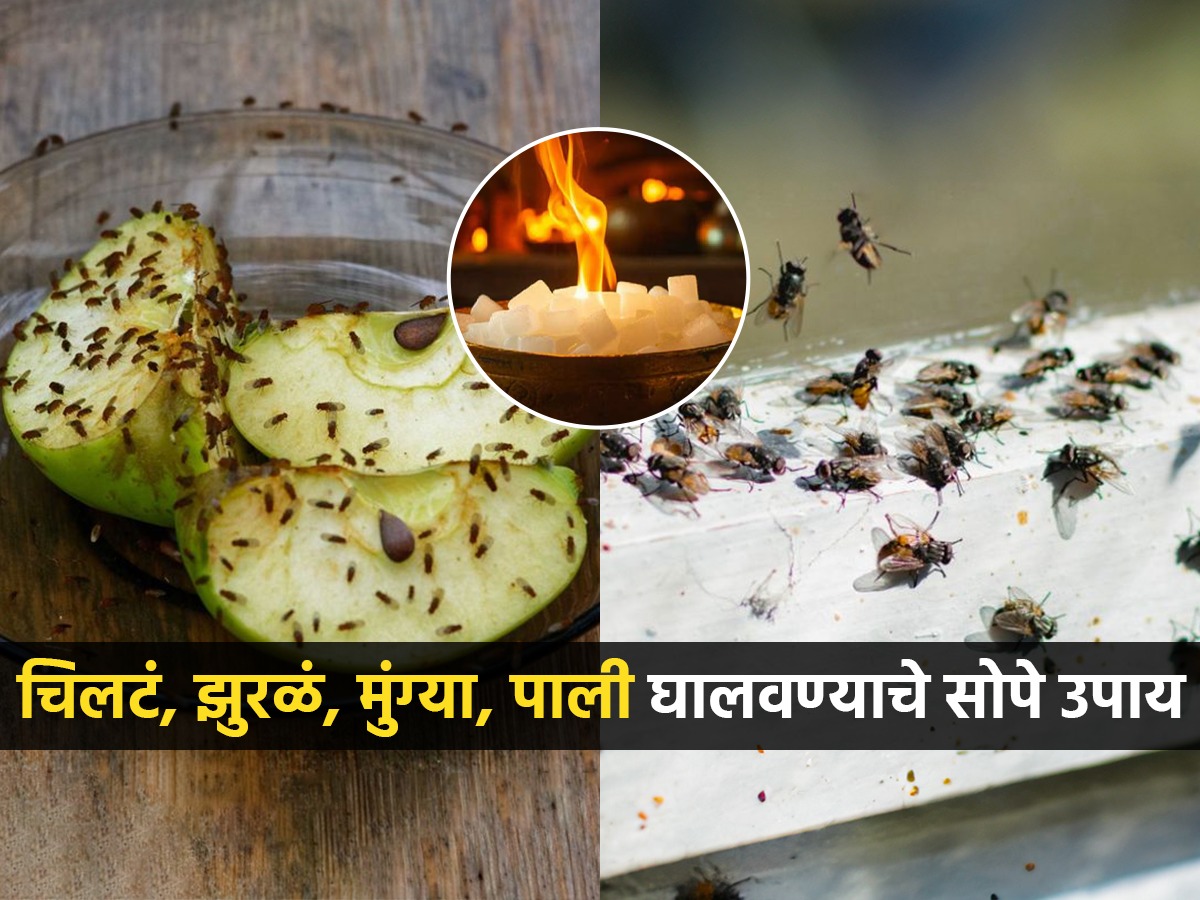 कितीही साफसफाई करा, दमटपणामुळे घरभर चिलटं, मुंग्या, झुरळं होतातच, १० ...