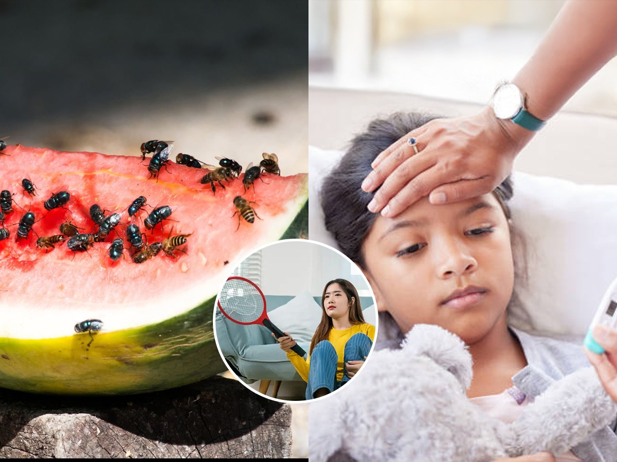 डास-माश्या-चिलटांमुळे त्रस्त झालात? हे ५ उपाय करा, घराकडे फिरकणार नाहीत ...