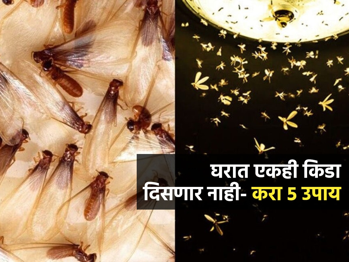 घरभर माश्या-लाइटभाेवती किडे घोंघावतात? ५ उपाय- घरातली झुरळं-पालीही ...