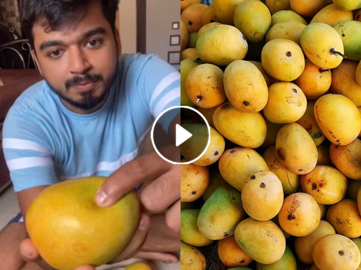 How To Pick A Sweet Mango While Buying : सोशल मीडियावर ओंकार शेजवाल या ...