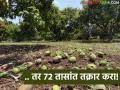 वादळी वाऱ्यात आंबा पिकाचे नुकसान झाल्यास ७२ तासांत तक्रार करा! कृषी अधिकाऱ्यांचे आवाहन - Marathi News | If your mango crop is damaged in a storm, file a complaint within 72 hours! Agricultural officials appeal | Latest agriculture News at Lokmat.com