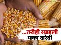 गोडावूनही उपलब्ध, नोंदणीही केली, तरी मका खरेदी रखडली; खाजगी व्यापाऱ्यांच्या मनमानी दरांपूढे शेतकरी चिंतेत - Marathi News | Even though it is available in Godavon and registered, maize procurement is delayed; Producer farmers are worried about the arbitrary prices of private traders | Latest agriculture News at Lokmat.com