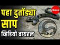 पाहा दुतोंड्या साप, व्हिडीओ व्हायरल - Marathi News | Two Headed Weird Snake found in West Bengal | Latest social-viral Videos at Lokmat.com