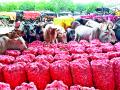 कांद्यावर मोकाट गुरांचा ताव - Marathi News | Taste of the cattle on the onion | Latest nashik News at Lokmat.com