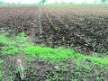 अमरावती जिल्ह्यात दमदार पावसाने दिलासा, थबकलेल्या पेरण्यांना गती - Marathi News | Relief from torrential rains, speeding up stunted sowing | Latest amravati News at Lokmat.com