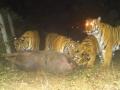 यवतमाळ जिल्ह्यातील मांडवी शिवारात पाच वाघ कॅमेऱ्यात झाले कैद - Marathi News | Five tigers were captured on camera in Mandvi Shivara of Yavatmal district | Latest yavatmal News at Lokmat.com