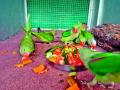 पाेपटाची 'ती' १७ पिल्ले आता भरारी घेण्यासाठी सज्ज - Marathi News | 'That' 17 parrots are now ready to fly | Latest nagpur News at Lokmat.com