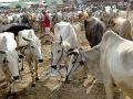 पशुगणना जाहीर करण्यास मिळेना मुहूर्त - Marathi News |  Unable to disclose livestock census | Latest dhule News at Lokmat.com