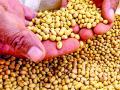 सोयाबीन : हमीभाव रु ३८८० - Marathi News | Soybean: Guaranteed price of Rs. 3880 | Latest bhandara News at Lokmat.com